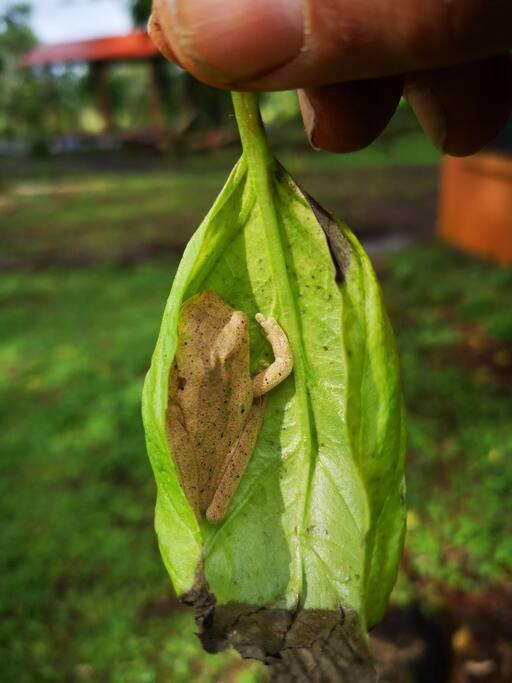 Greenhouse Loft Miravalles Aguas Claras  Экстерьер фото